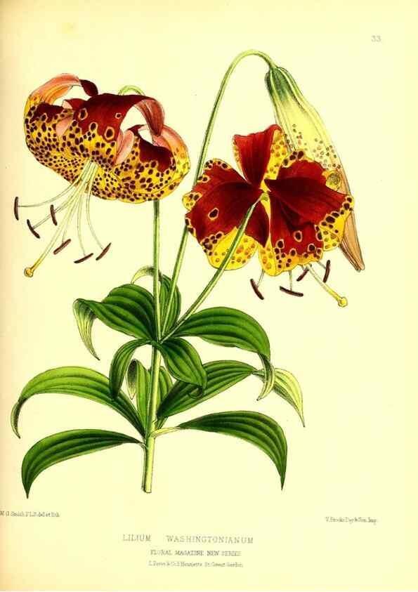 Reproducción/Reproduction 49677619632: The floral magazine;. London,L. Reeve & Co.. 
