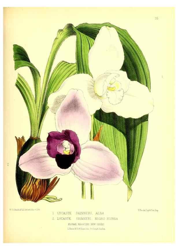 Reproducción/Reproduction 49676804548: The floral magazine;. London,L. Reeve & Co.. 