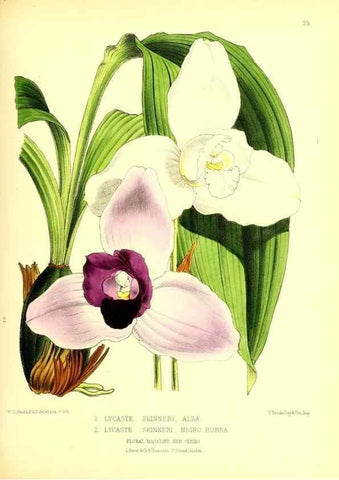 Reproducción/Reproduction 49676804548: The floral magazine;. London,L. Reeve & Co.. 