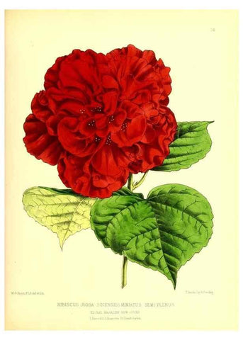 Reproducción/Reproduction 49676804858: The floral magazine;. London,L. Reeve & Co.. 