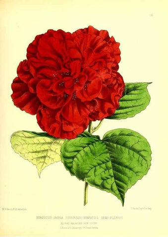 Reproducción/Reproduction 49676804858: The floral magazine;. London,L. Reeve & Co.. 