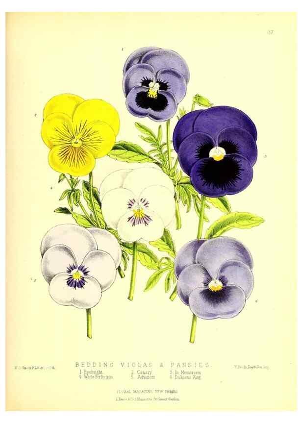 Reproducción/Reproduction 49677337526: The floral magazine;. London,L. Reeve & Co.. 