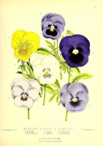 Reproducción/Reproduction 49677337526: The floral magazine;. London,L. Reeve & Co.. 