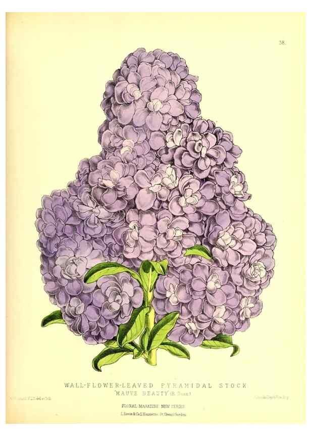 Reproducción/Reproduction 49677337756: The floral magazine;. London,L. Reeve & Co.. 