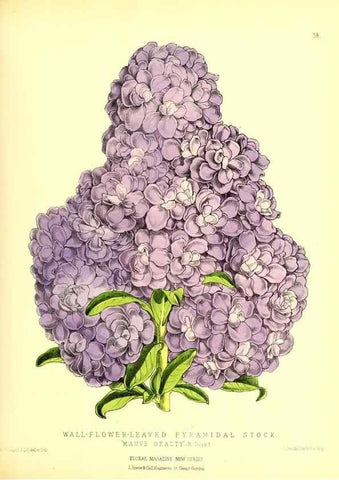Reproducción/Reproduction 49677337756: The floral magazine;. London,L. Reeve & Co.. 
