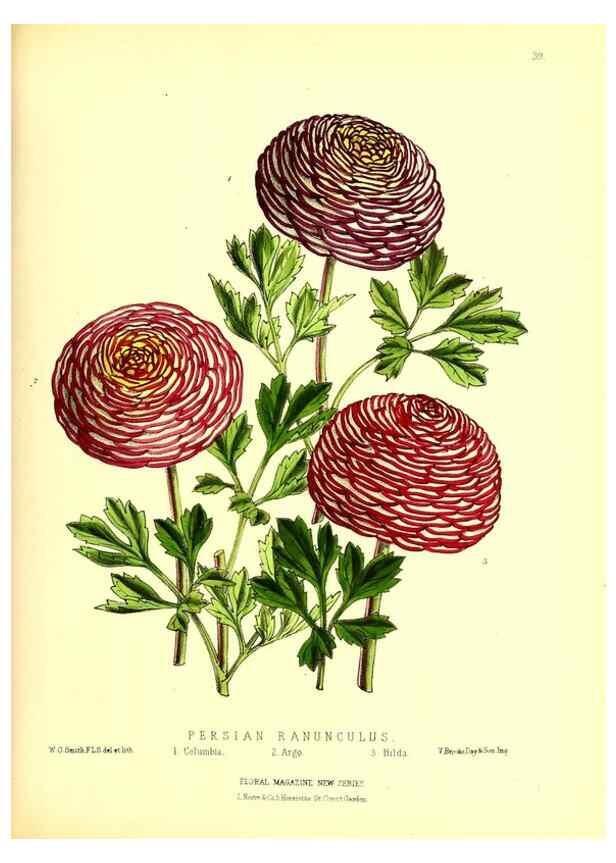 Reproducción/Reproduction 49677621022: The floral magazine;. London,L. Reeve & Co.. 