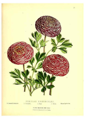 Reproducción/Reproduction 49677621022: The floral magazine;. London,L. Reeve & Co.. 