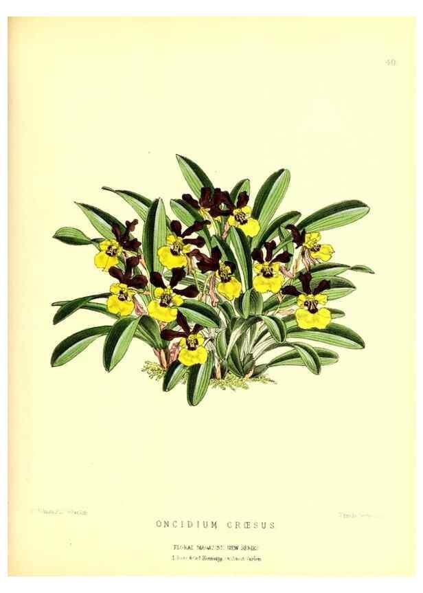 Reproducción/Reproduction 49677621287: The floral magazine;. London,L. Reeve & Co.. 