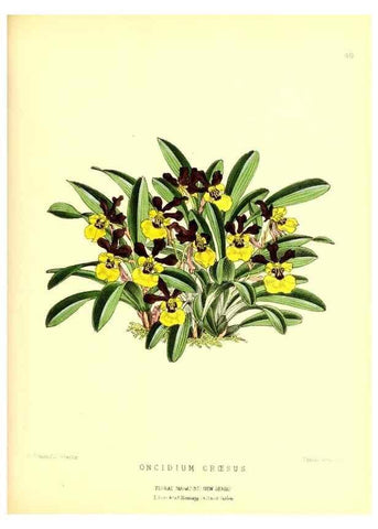 Reproducción/Reproduction 49677621287: The floral magazine;. London,L. Reeve & Co.. 