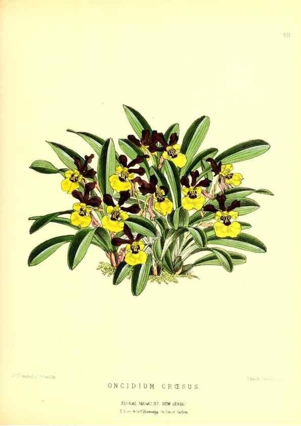 Reproducción/Reproduction 49677621287: The floral magazine;. London,L. Reeve & Co.. 