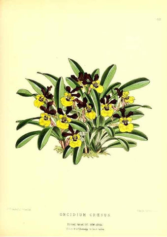 Reproducción/Reproduction 49677621287: The floral magazine;. London,L. Reeve & Co.. 