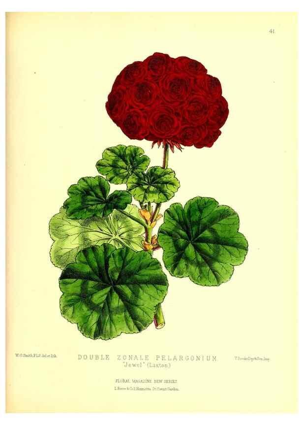 Reproducción/Reproduction 49677621527: The floral magazine;. London,L. Reeve & Co.. 