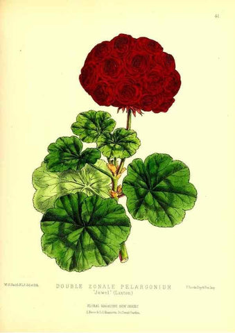 Reproducción/Reproduction 49677621527: The floral magazine;. London,L. Reeve & Co.. 