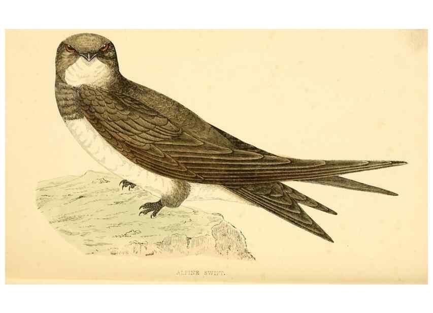 Reproducción/Reproduction 49676683067: A history of British birds.. London,Groombridge and Sons,[1862?-1867?]. 