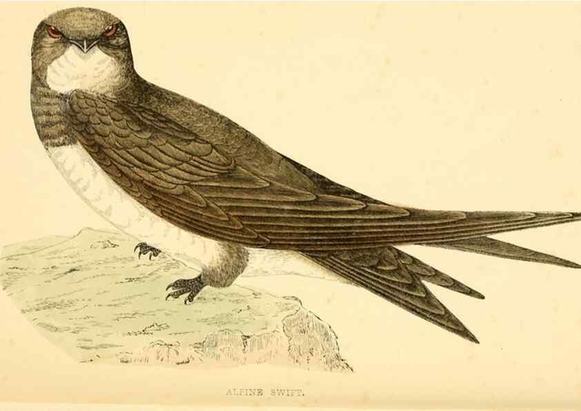 Reproducción/Reproduction 49676683067: A history of British birds.. London,Groombridge and Sons,[1862?-1867?]. 