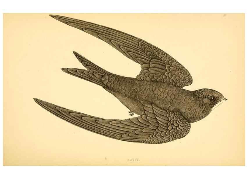 Reproducción/Reproduction 49676682662: A history of British birds.. London,Groombridge and Sons,[1862?-1867?]. 
