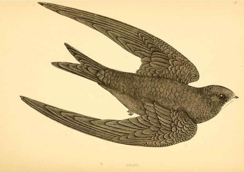 Reproducción/Reproduction 49676682662: A history of British birds.. London,Groombridge and Sons,[1862?-1867?]. 