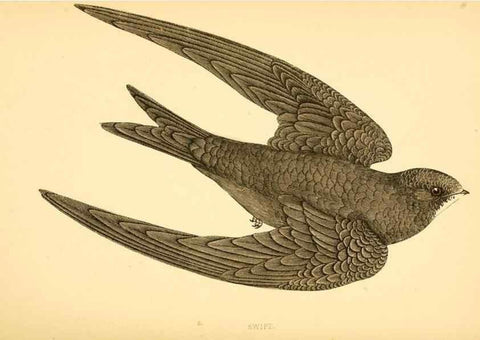 Reproducción/Reproduction 49676682662: A history of British birds.. London,Groombridge and Sons,[1862?-1867?]. 