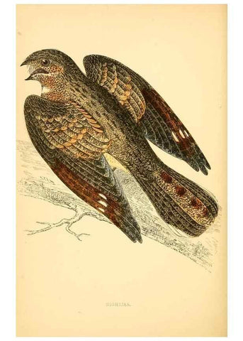 Reproducción/Reproduction 49675865318: A history of British birds.. London,Groombridge and Sons,[1862?-1867?]. 