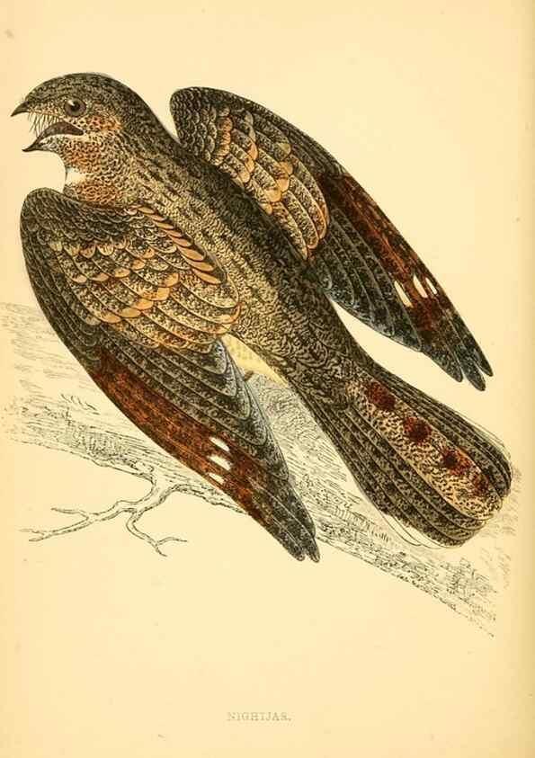 Reproducción/Reproduction 49675865318: A history of British birds.. London,Groombridge and Sons,[1862?-1867?]. 