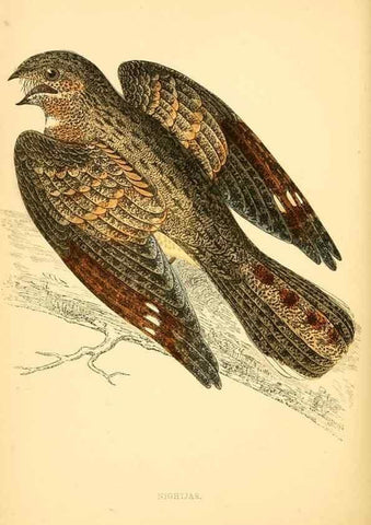Reproducción/Reproduction 49675865318: A history of British birds.. London,Groombridge and Sons,[1862?-1867?]. 