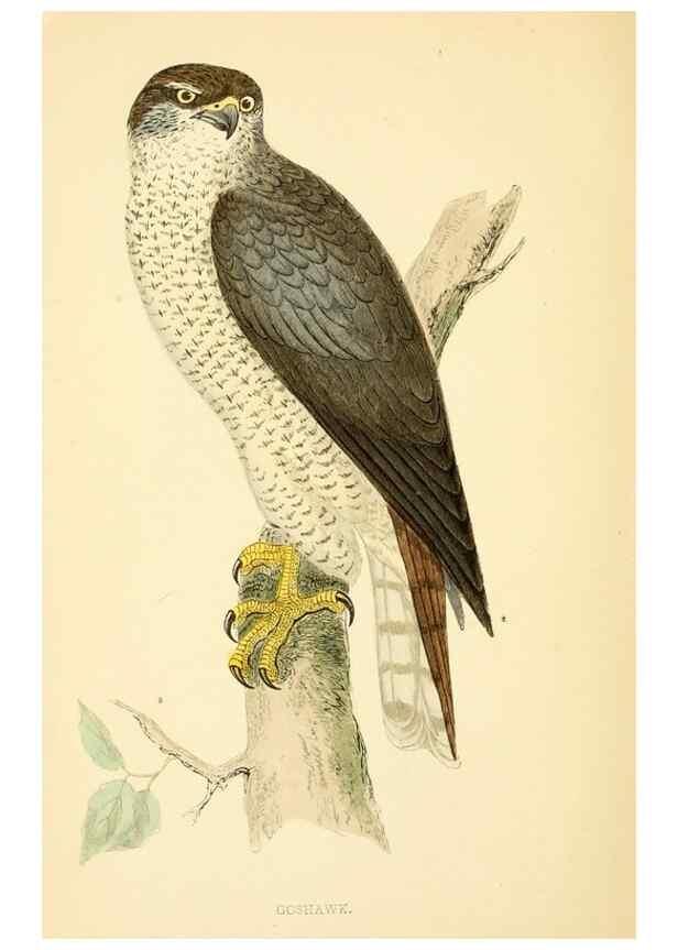 Reproducción/Reproduction 49676350971: A history of British birds.. London,Groombridge and Sons,[1862?-1867?]. 