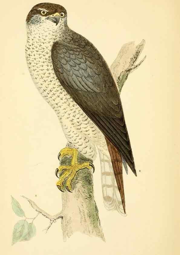 Reproducción/Reproduction 49676350971: A history of British birds.. London,Groombridge and Sons,[1862?-1867?]. 