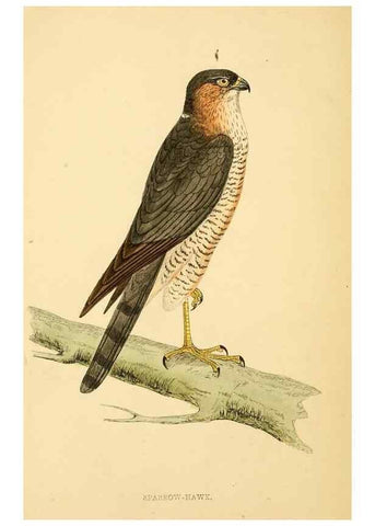 Reproducción/Reproduction 49676636187: A history of British birds.. London,Groombridge and Sons,[1862?-1867?]. 