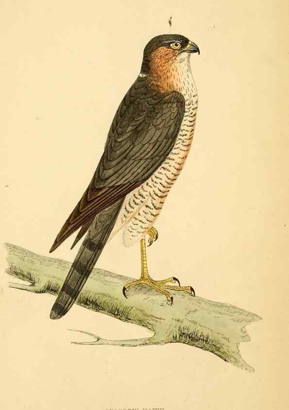 Reproducción/Reproduction 49676636187: A history of British birds.. London,Groombridge and Sons,[1862?-1867?]. 