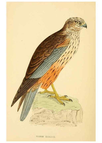 Reproducción/Reproduction 49676351511: A history of British birds.. London,Groombridge and Sons,[1862?-1867?]. 
