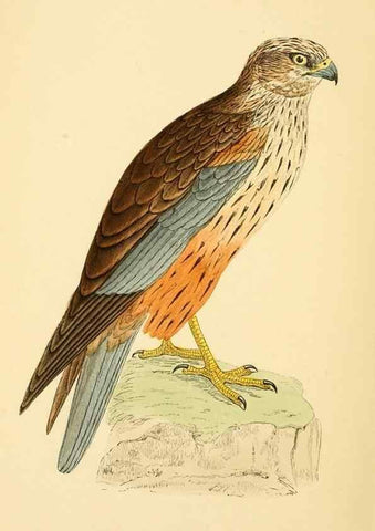Reproducción/Reproduction 49676351511: A history of British birds.. London,Groombridge and Sons,[1862?-1867?]. 