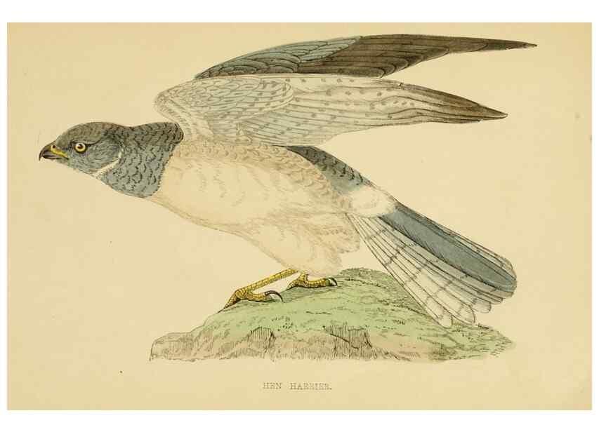 Reproducción/Reproduction 49675818803: A history of British birds.. London,Groombridge and Sons,[1862?-1867?]. 