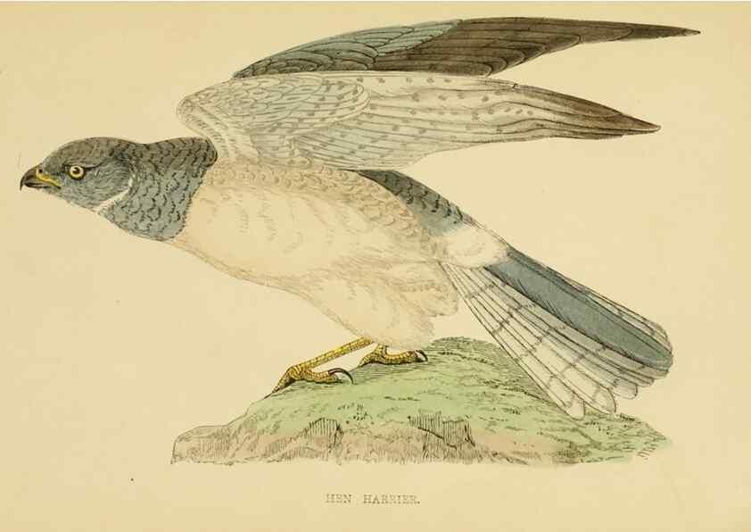 Reproducción/Reproduction 49675818803: A history of British birds.. London,Groombridge and Sons,[1862?-1867?]. 