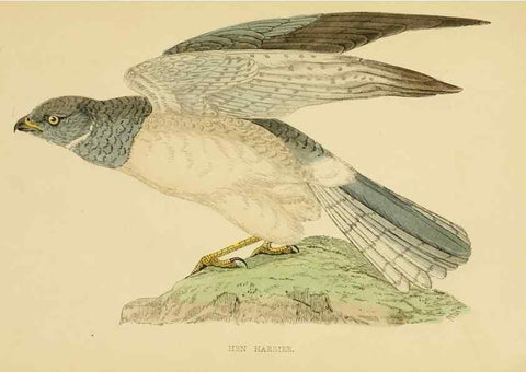Reproducción/Reproduction 49675818803: A history of British birds.. London,Groombridge and Sons,[1862?-1867?]. 