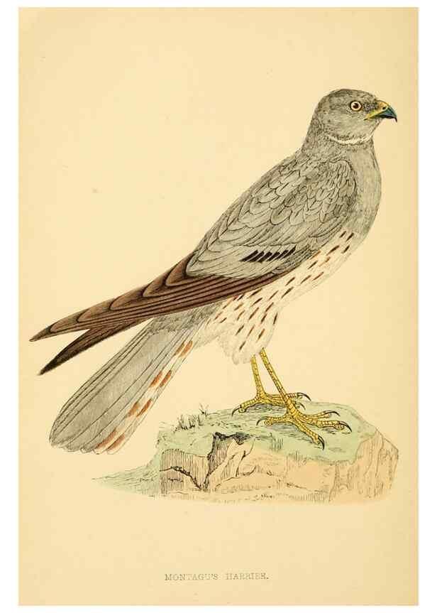 Reproducción/Reproduction 49676636952: A history of British birds.. London,Groombridge and Sons,[1862?-1867?]. 