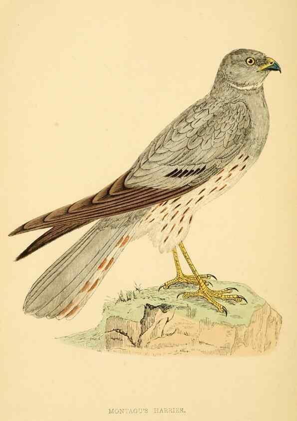 Reproducción/Reproduction 49676636952: A history of British birds.. London,Groombridge and Sons,[1862?-1867?]. 