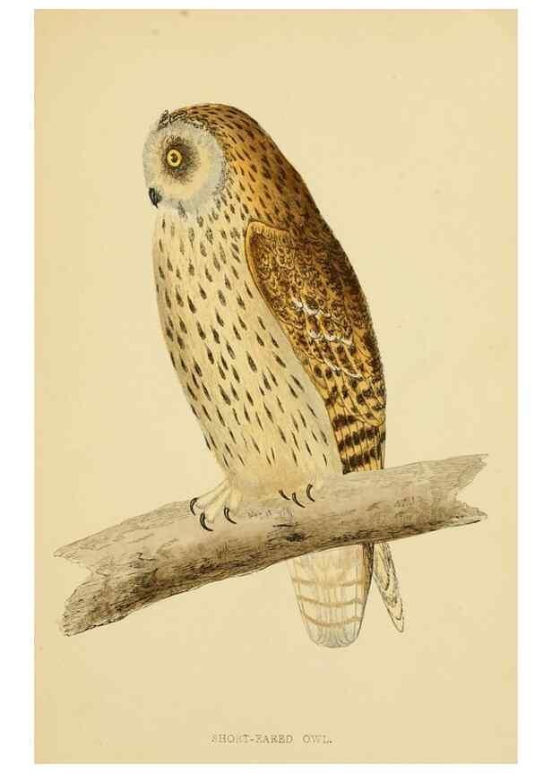 Reproducción/Reproduction 49676637472: A history of British birds.. London,Groombridge and Sons,[1862?-1867?]. 