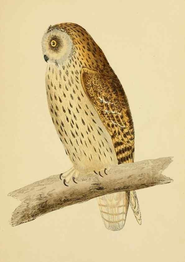 Reproducción/Reproduction 49676637472: A history of British birds.. London,Groombridge and Sons,[1862?-1867?]. 