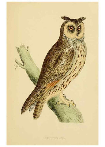 Reproducción/Reproduction 49675819963: A history of British birds.. London,Groombridge and Sons,[1862?-1867?]. 