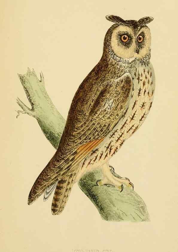 Reproducción/Reproduction 49675819963: A history of British birds.. London,Groombridge and Sons,[1862?-1867?]. 