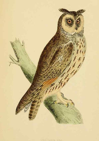Reproducción/Reproduction 49675819963: A history of British birds.. London,Groombridge and Sons,[1862?-1867?]. 