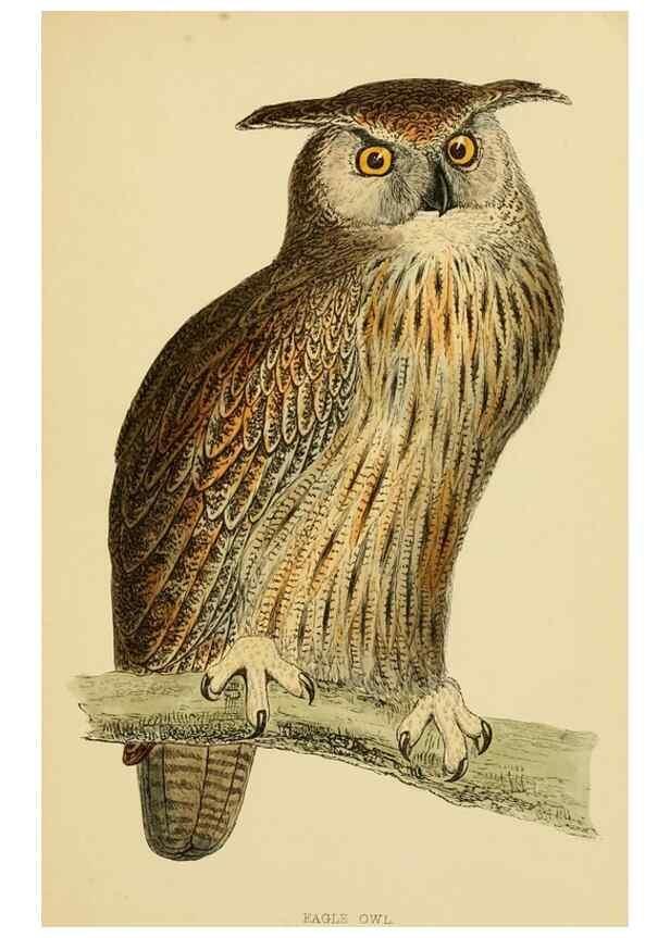 Reproducción/Reproduction 49675820343: A history of British birds.. London,Groombridge and Sons,[1862?-1867?]. 