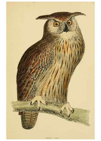 Reproducción/Reproduction 49675820343: A history of British birds.. London,Groombridge and Sons,[1862?-1867?]. 