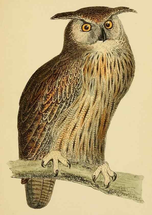 Reproducción/Reproduction 49675820343: A history of British birds.. London,Groombridge and Sons,[1862?-1867?]. 