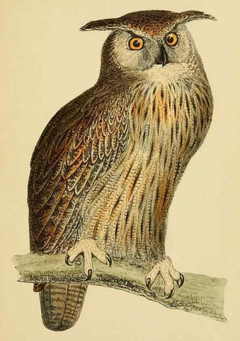 Reproducción/Reproduction 49675820343: A history of British birds.. London,Groombridge and Sons,[1862?-1867?]. 