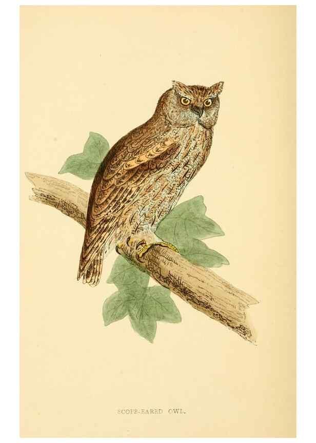 Reproducción/Reproduction 49676638532: A history of British birds.. London,Groombridge and Sons,[1862?-1867?]. 