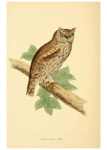 Reproducción/Reproduction 49676638532: A history of British birds.. London,Groombridge and Sons,[1862?-1867?]. 
