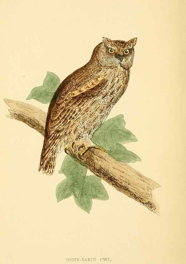 Reproducción/Reproduction 49676638532: A history of British birds.. London,Groombridge and Sons,[1862?-1867?]. 