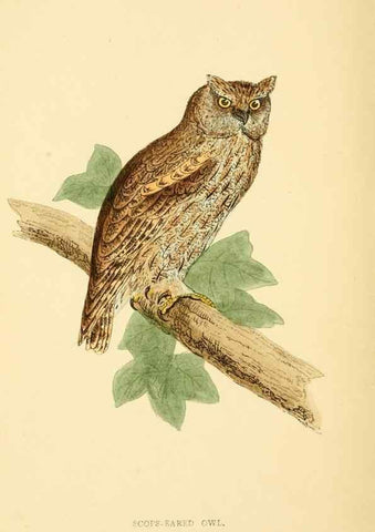 Reproducción/Reproduction 49676638532: A history of British birds.. London,Groombridge and Sons,[1862?-1867?]. 