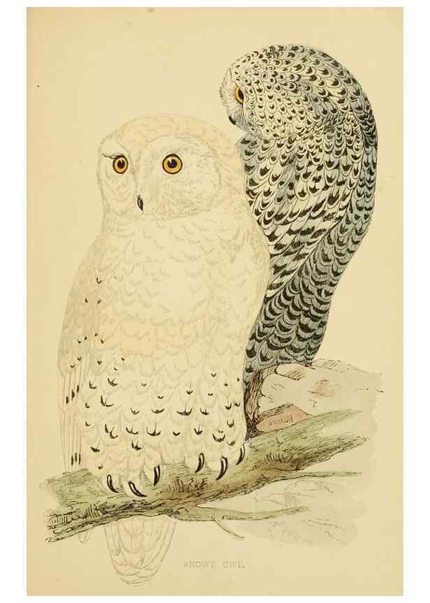 Reproducción/Reproduction 49676638862: A history of British birds.. London,Groombridge and Sons,[1862?-1867?]. 